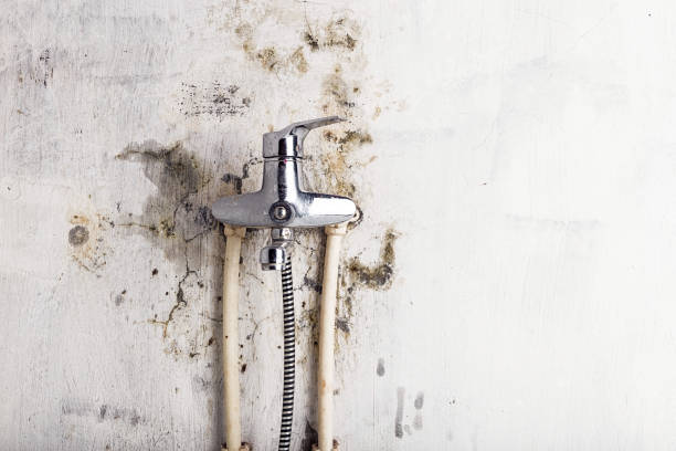 Best Mold Testing  in North Miami, FL