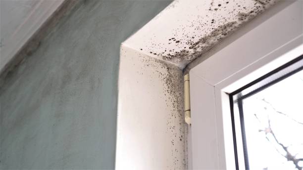 Best Certified Mold Removal  in North Miami, FL