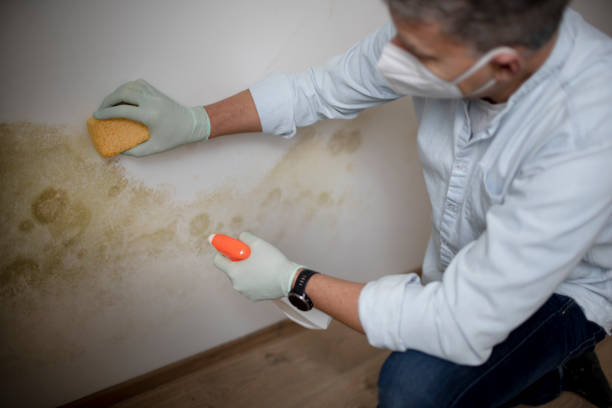 Best Attic Mold Removal  in North Miami, FL