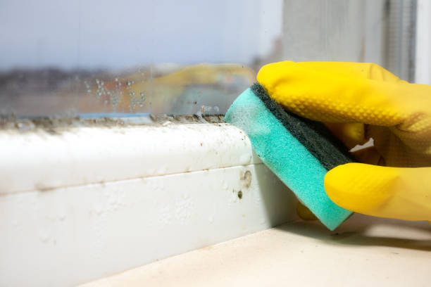 Best Mold Damage Repair  in North Miami, FL