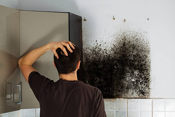 Best Same-Day Mold Removal  in North Miami, FL