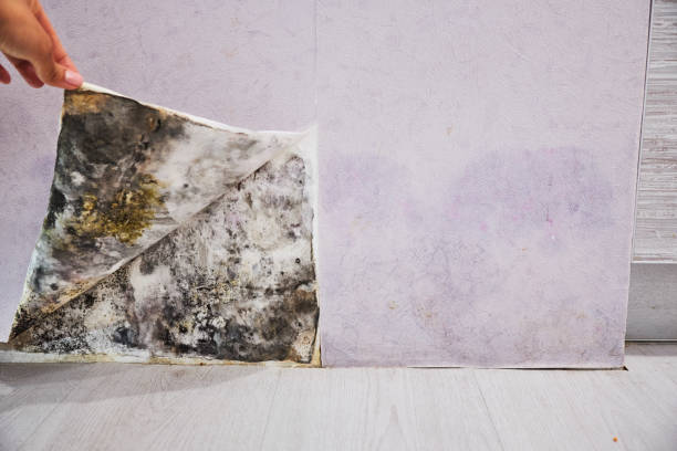 Best Mold Removal and Inspection  in North Miami, FL